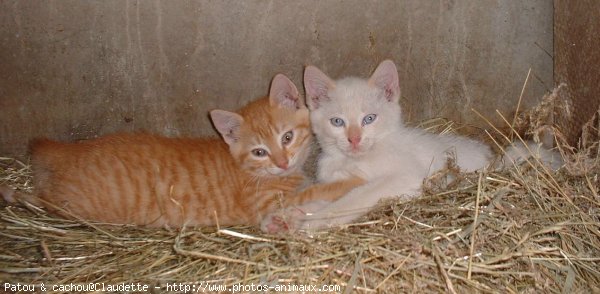 Photo de Chat domestique