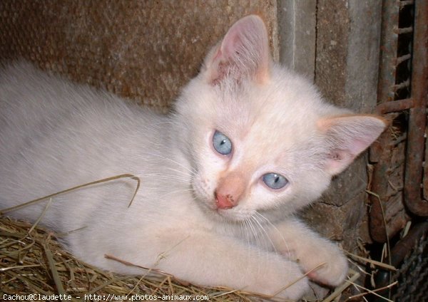 Photo de Chat domestique