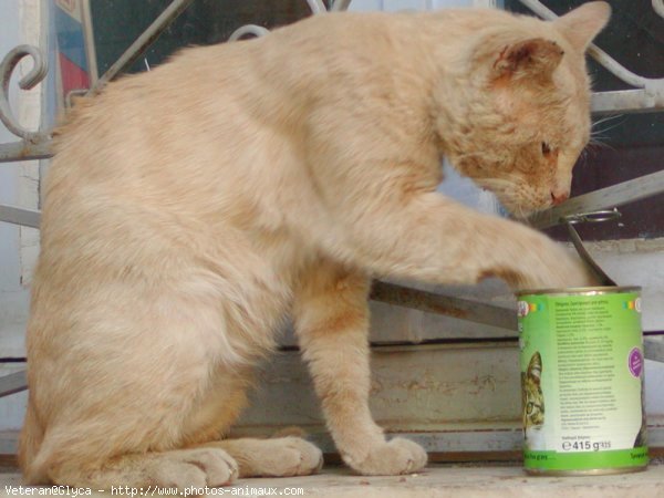 Photo de Chat domestique