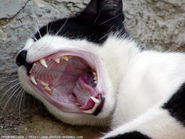 Photo de Chat domestique