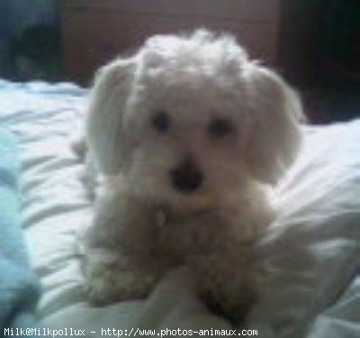 Photo de Bichon maltais