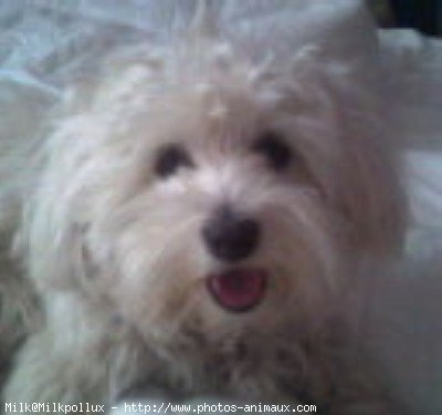 Photo de Bichon maltais