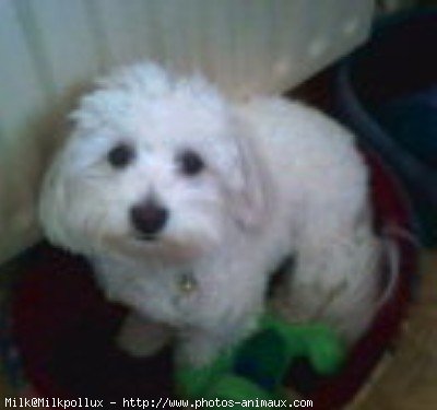 Photo de Bichon maltais