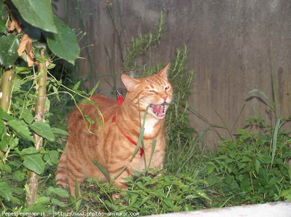 Photo de Chat domestique