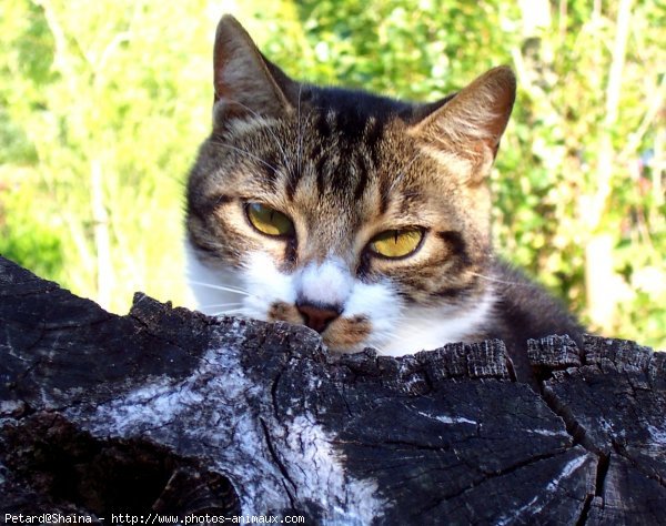 Photo de Chat domestique