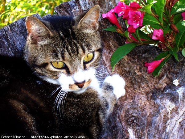 Photo de Chat domestique