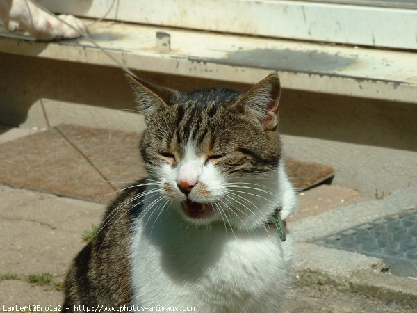 Photo de Chat domestique