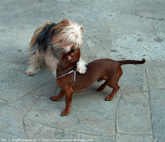 Photo de Races diffrentes