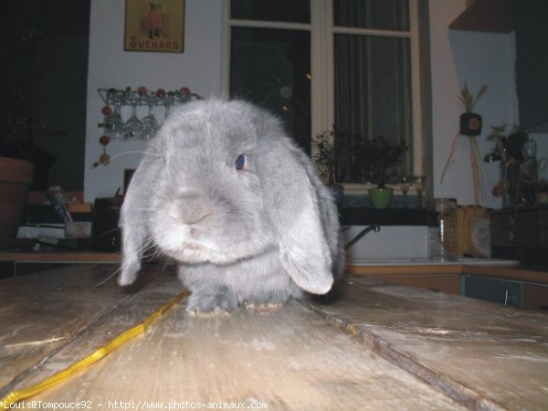 Photo de Lapin