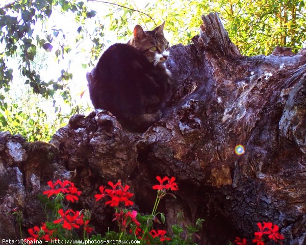 Photo de Chat domestique