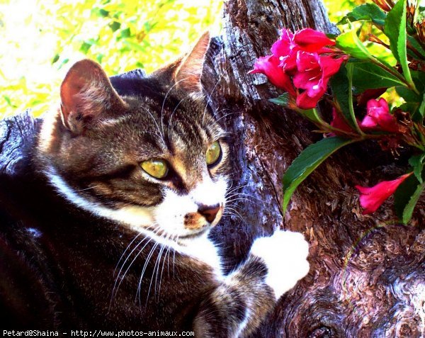 Photo de Chat domestique