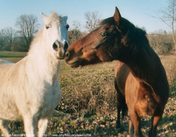 Photo de Races diffrentes