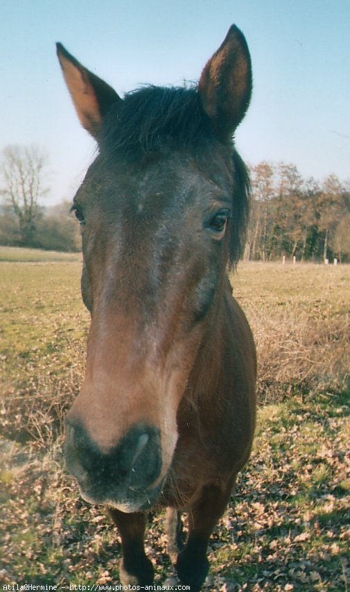 Photo de Selle franais