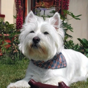 Photo de West highland white terrier