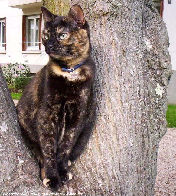 Photo de Chat domestique