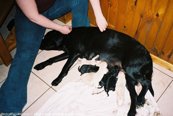 Photo de Labrador retriever