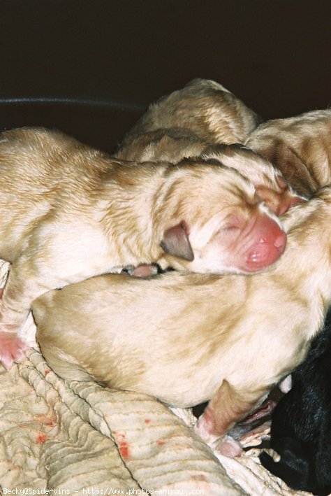 Photo de Labrador retriever