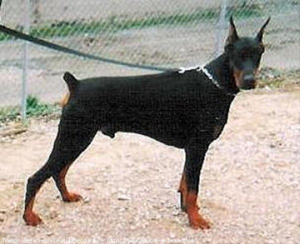 Photo de Dobermann