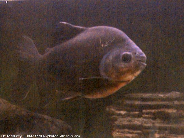 Photo de Poissons exotiques