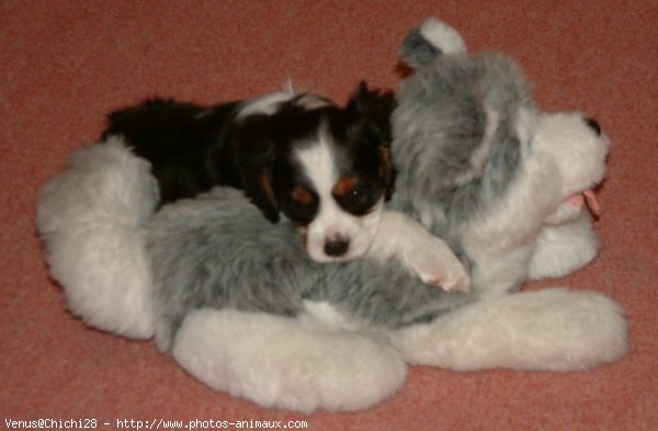 Photo de Cavalier king charles spaniel