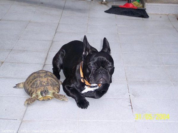 Photo de Bouledogue franais