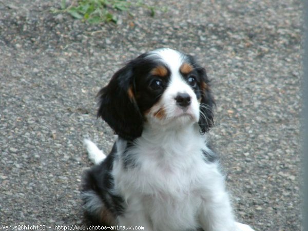 Photo de Cavalier king charles spaniel