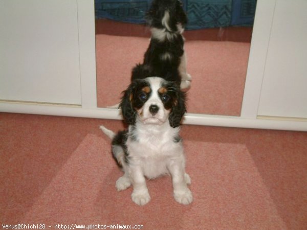 Photo de Cavalier king charles spaniel