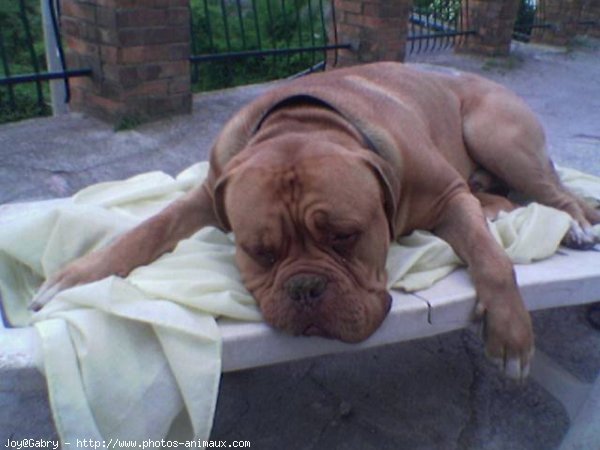 Photo de Dogue de bordeaux