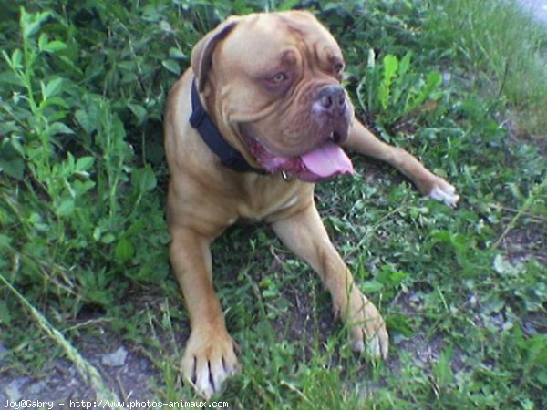 Photo de Dogue de bordeaux