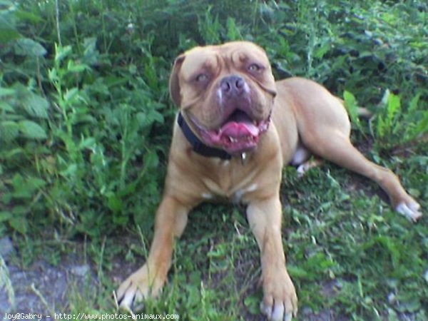 Photo de Dogue de bordeaux