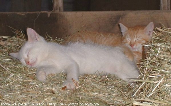 Photo de Chat domestique