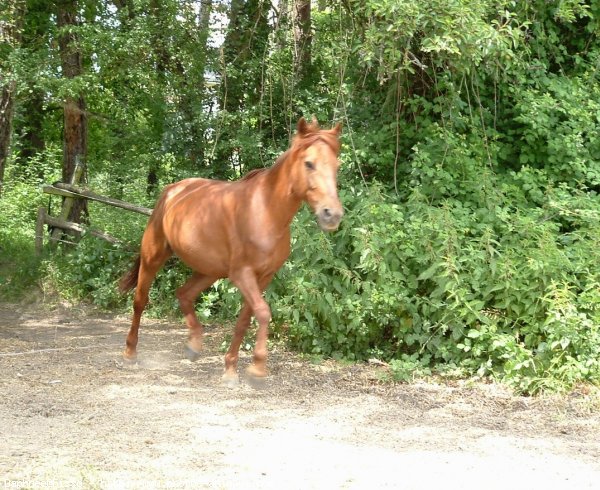 Photo de New forest