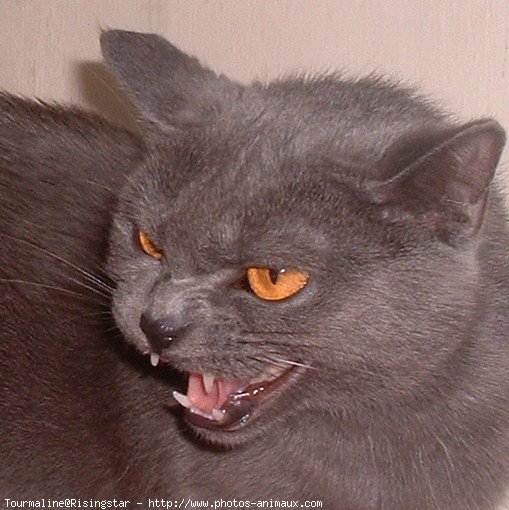 Photo de Chartreux