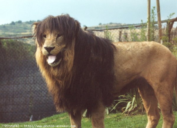 Photo de Lion