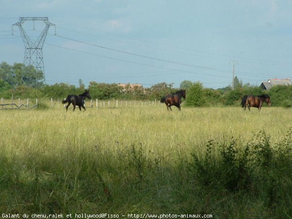 Photo de Races diffrentes