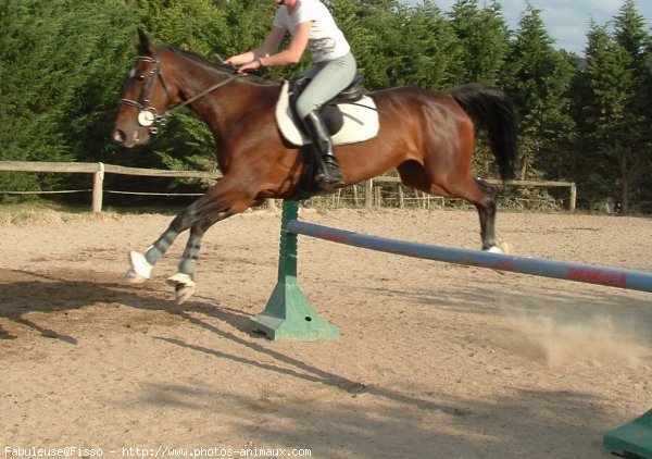 Photo de Trotteur franais