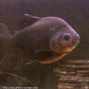 Photo de Poissons exotiques