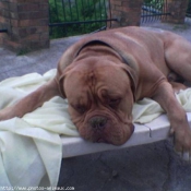 Photo de Dogue de bordeaux