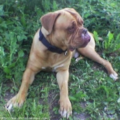 Photo de Dogue de bordeaux