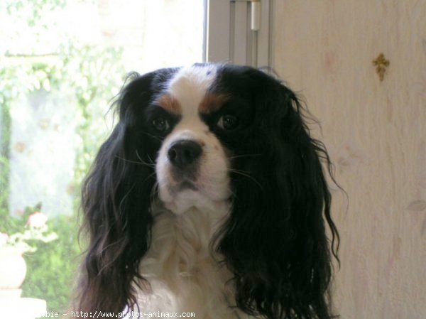 Photo de Cavalier king charles spaniel