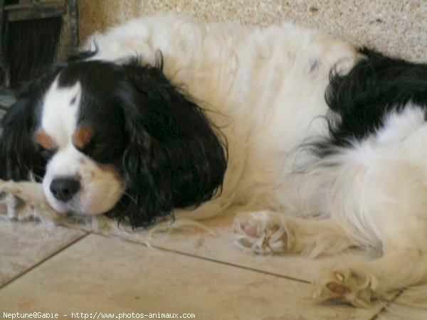 Photo de Cavalier king charles spaniel