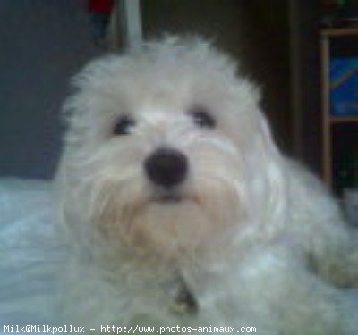 Photo de Bichon maltais