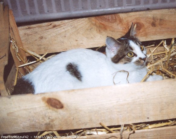 Photo de Chat domestique