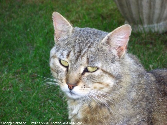 Photo de Chat domestique