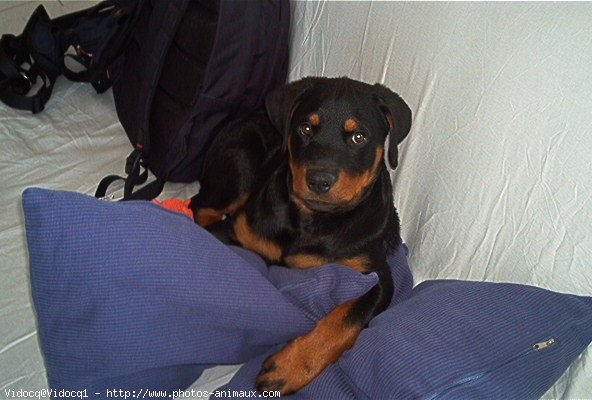 Photo de Rottweiler