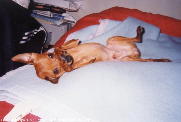 Photo de Pinscher nain