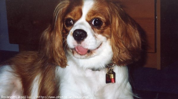 Photo de Cavalier king charles spaniel