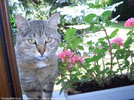 Photo de Chat domestique