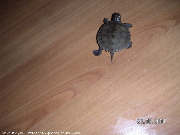 Photo de Tortue