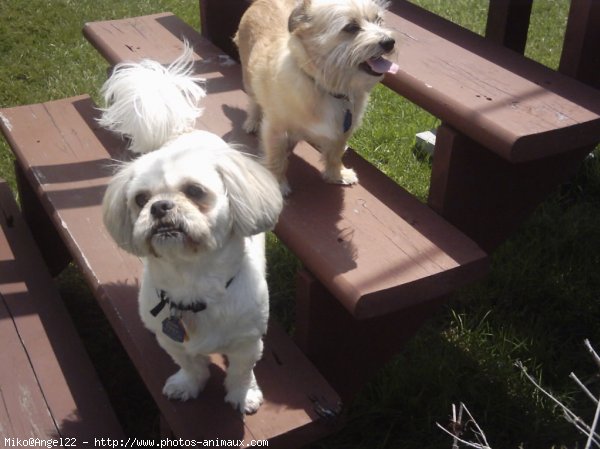 Photo de Shih tzu